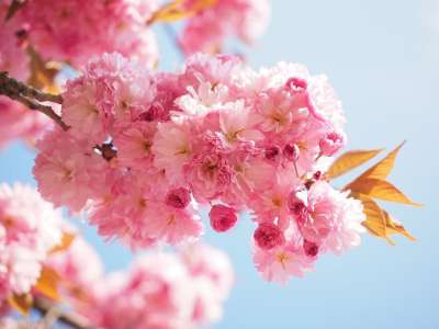 樱花 日本樱桃 闻 开花 日本樱花 观赏樱桃 春天 粉色的 盛开