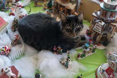 虎猫 灰色的 肖像 圣诞节 可爱的 猫 宠物 假期 动物