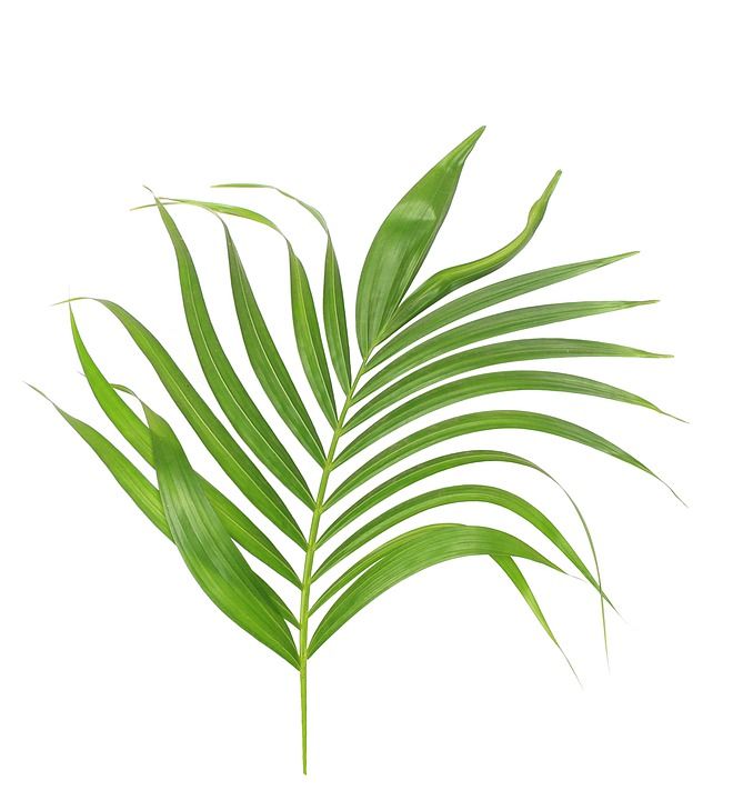 棕榈 叶子 树叶 绿色 热带 植物 夏天 异国情调 自然