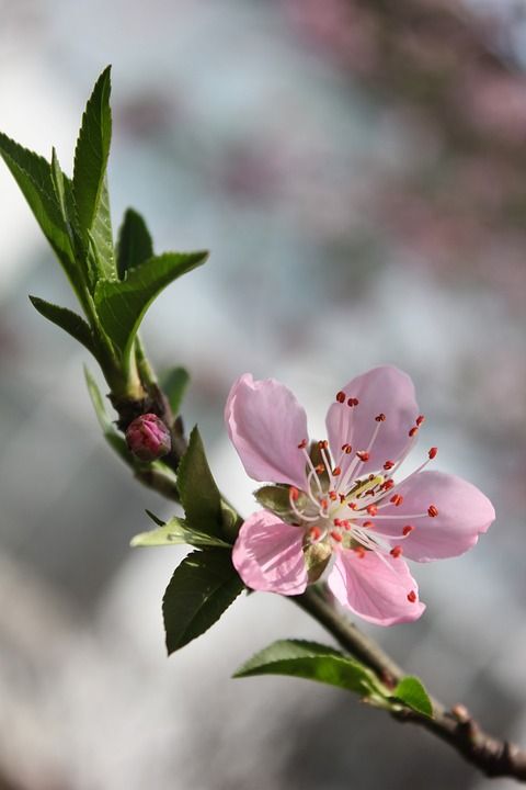 桃花 樱花 春天 树枝 粉红 粉嫩 桃花 桃花 桃花 桃花