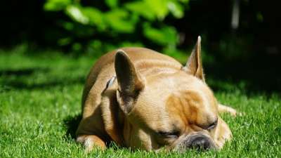 法国斗牛犬 狗 睡着了 户外 草地 草 绿色 花园 动物