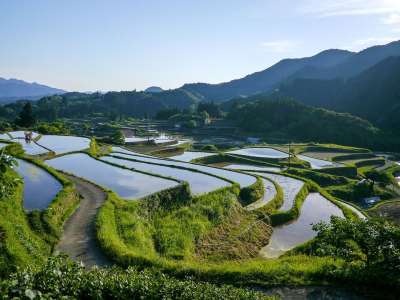 日本 水稻梯田 熊本 绿色 米 山田的稻田 米 米 米 米