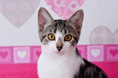 猫 家畜 家猫 猫肖像 小猫 年轻的猫