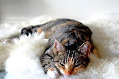 猫 虎斑猫 基蒂 猫科动物 动物 年轻 宠物 毛皮 有条纹的