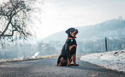狗 罗威纳犬 冬天 户外 动物 国内动物 烂 雪 宠物 犬类