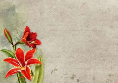 花 阿马丽利斯 纸 年份 优质的 老的 怀旧 浪漫 高贵 情感