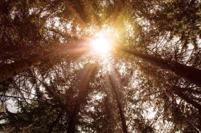 自然 太阳 树 明亮的 森林 阳光 照明心情 早上心情 照耀
