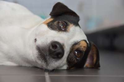 杰克罗素 看 狗 可爱 梗犬 动物 忠诚 日落
