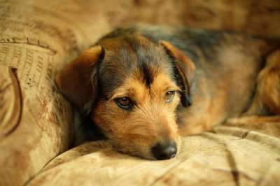 家犬 动物 可爱的 宠物