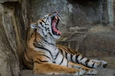 老虎 捕食者 大猫 动物园 食肉动物 西伯利亚虎 苏门答腊虎
