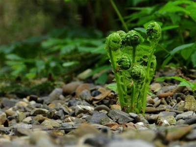 蕨类 植物 森林 性质 绿色