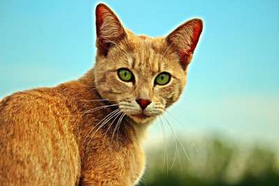 猫 纯种猫 虎猫 老虎 鲭鱼 Katzenkopf 小猫 家猫