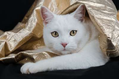 猫 猫科动物 胡须 金子 基蒂 圣诞节 国内的 眼睛 脸 宠物