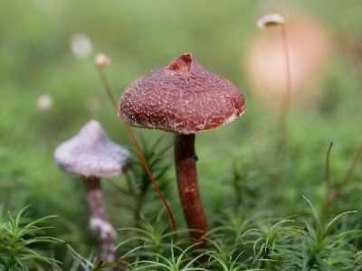 蘑菇 森林 草 宏 自然 苔藓 工厂