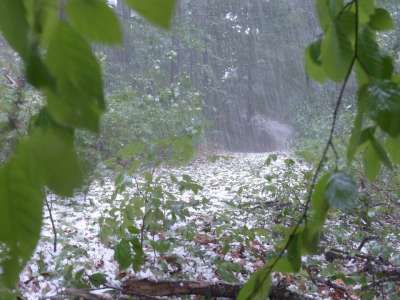 冰雹 风暴 雷雨 森林 树木 保护 沉淀 冰的肿块 冰雹 冰雹