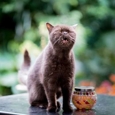 英国的 短发 猫 可爱的 宠物 动物 国内的 猫科动物 肖像