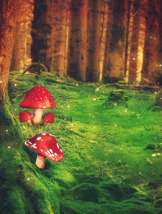 幻想 森林 蘑菇 树木 草 草地 毒菌 萤火虫 背景图片 模板