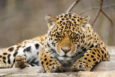 豹 动物 野生动物 猎人 猫 危险的 动物园 荒野