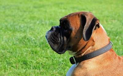 拳师狗 拳击手 狗 犬类 宠物 动物 品种 外形 肖像 特写