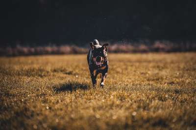 罗威纳犬 运动的 草地 落下 家畜 狗 散步 对讲机