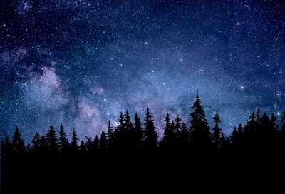 夜晚 自然 天文学 森林 冷杉 黑暗的 景观 星星 宇宙 星座