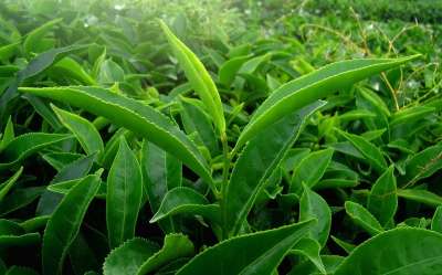 叶子 绿色 自然 茶 喀拉拉邦 印度 绿叶 绿茶 绿色的树叶