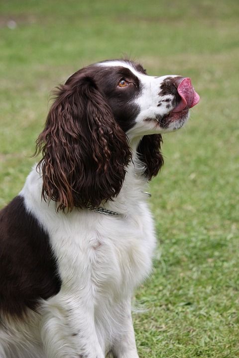 狗 舔嘴唇 舔 舌头 英语史宾格犬 施普林格 西班牙猎犬 史宾格犬