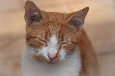 猫 家畜 动物 布朗跌倒 闭眼 厌倦 打瞌睡 肖像 猫肖像