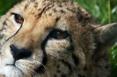 猎豹 野生猫 肖像 野生动物 非洲 哺乳动物 大猫 苹果浏览器