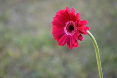 德兰士瓦雏菊 花 植物 非洲菊 雏菊 红宝石粉红色的花 花瓣 花园
