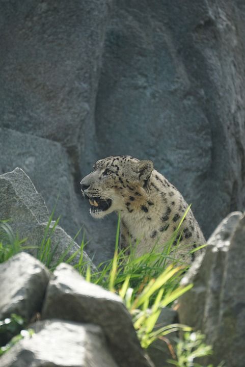 雪豹 捕食者 大猫 动物园 野生动物 野生猫 自然 动物