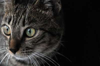 猫 虎猫 动物 家畜 老虎 食肉动物 头