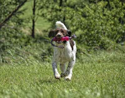 狗 Münsterländer 哺乳动物 猎犬 纯种狗 棕色的 动物