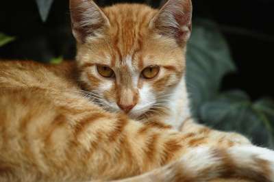 猫 动物 小猫 可爱 宠物 动物肖像 看法 甜的 睫毛