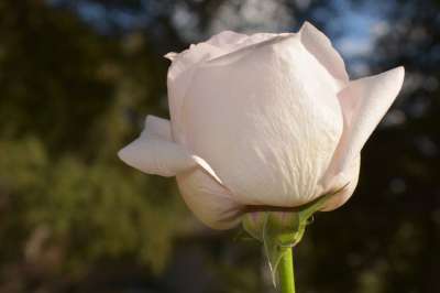 玫瑰 花 玫瑰绽放 花瓣 玫瑰花瓣 盛开 开花 植物群 植物