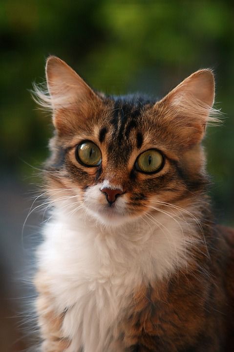 小猫 首页 毛茸茸 动物 毛茸茸的猫 宠物 纵向 视线 绿色