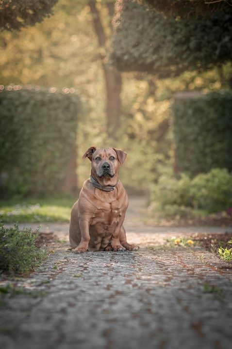 斯塔福德郡斗牛犬 狗 宠物 动物 国内的 犬类 哺乳动物 自然