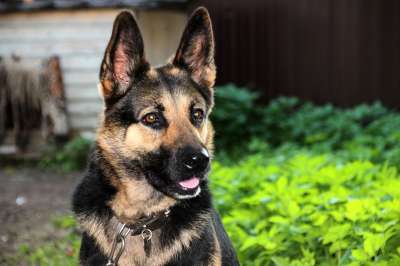 牧羊人 德国牧羊犬 纵向 宠物 震惊 动物 狗 人类的朋友 视线