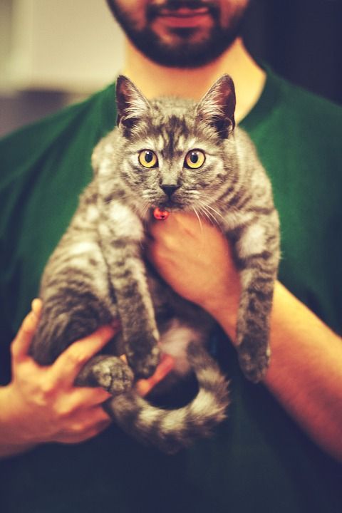 可爱的 猫 眼睛 动物 宠物