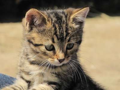 猫 鲭鱼 男孩 小猫 大花猫 虎猫 家猫 年轻的猫 小胡子