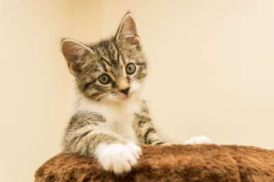 宿醉 小的 鲭鱼 小猫 家猫 家畜 可爱的 猫 猫宝宝 猫脸