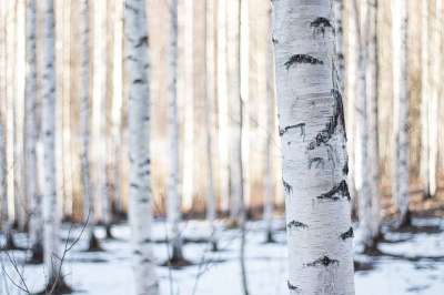 芬兰 森林 冬天 Birch 树木 木材 林地 怀尔德伍德