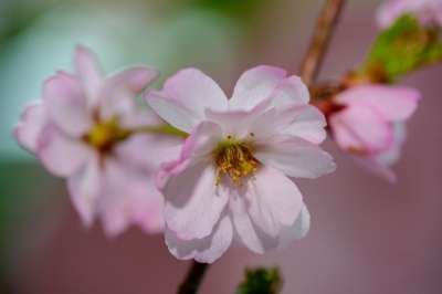 樱花 花朵 春天 白色的花 盛开 开花 枝杈 树 自然 特写