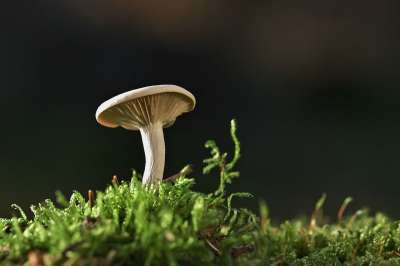 蘑菇 毒菌 苔藓 小蘑菇 菌 森林 森林地面 自然 特写