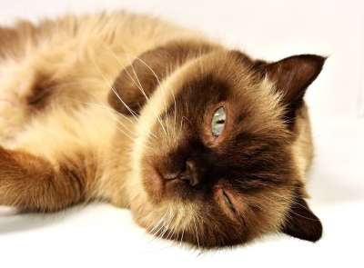 英国短毛猫 猫 家畜 英国 短发 家猫 纯种 野生动物 品种猫