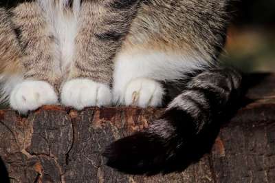 宿醉 猫 猫爪 爪子 鲭鱼 毛皮 家猫 家畜 动物 野生动物