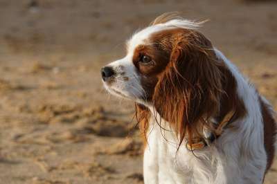 狗 骑士国王查尔斯 可爱的 动物 纯种狗 种族 小猎犬 坐着