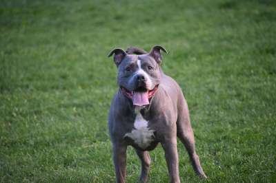 狗 美国人 Pitbull 动物 摄影 摄影师 家庭 爱