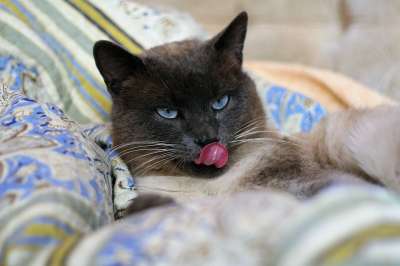 泰国猫 宠物 动物 可爱 猫 猫咪 猫的眼睛 暹罗猫 猫眼
