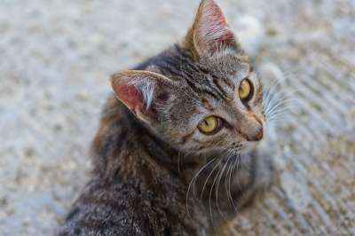 猫 宠物 眼睛 小猫 猫科动物 动物 头 脸 国内 胡须